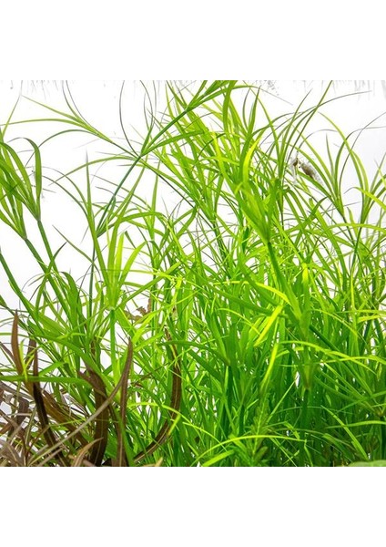 Juncus Repens In Vitro Canlı Bitki