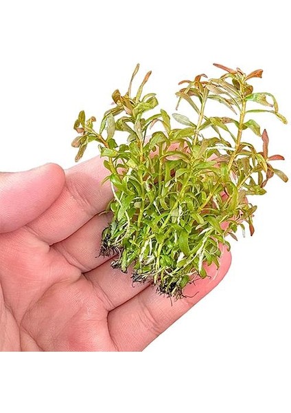Ammania Gracilis In Vitro Canlı Bitki