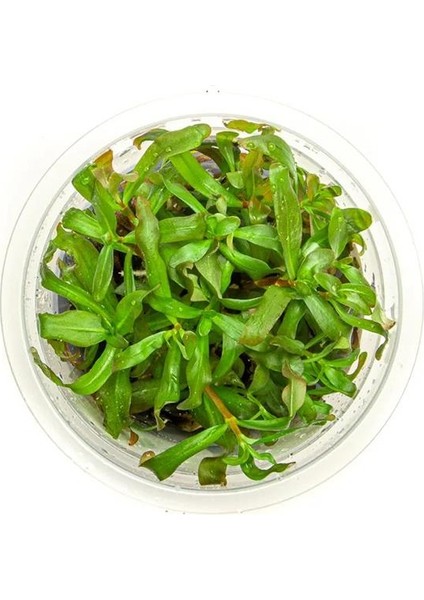 Ammania Gracilis In Vitro Canlı Bitki