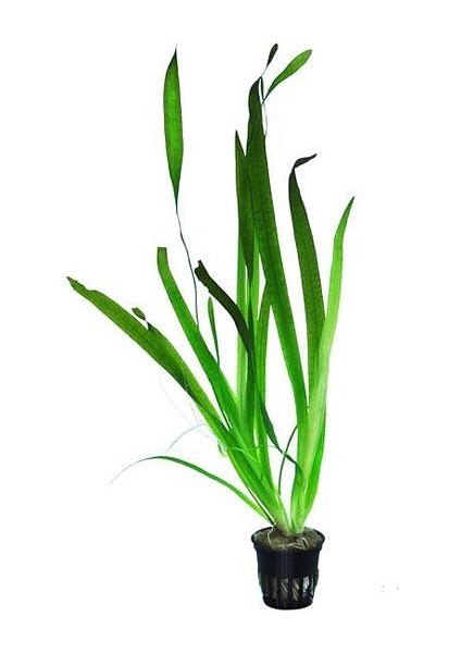 Vallisneria Gigantea Dev Saz Saksı Canlı Bitki