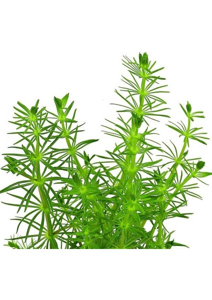 Bacopa Myriophylloides In Vitro Canlı Bitki