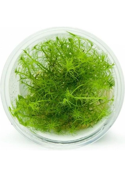 Bacopa Myriophylloides In Vitro Canlı Bitki