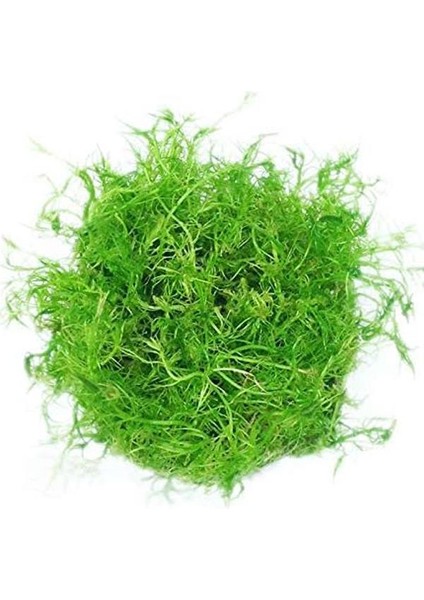 Bacopa Myriophylloides In Vitro Canlı Bitki