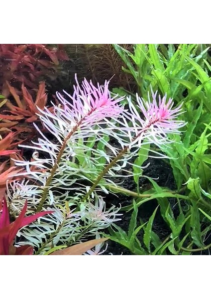 Ludwigia Sp White In Vitro Canlı Bitki