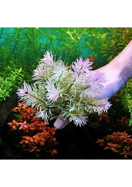 Ludwigia Sp White In Vitro Canlı Bitki fiyatları