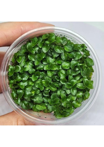 Ludwigia Sp White In Vitro Canlı Bitki modelleri