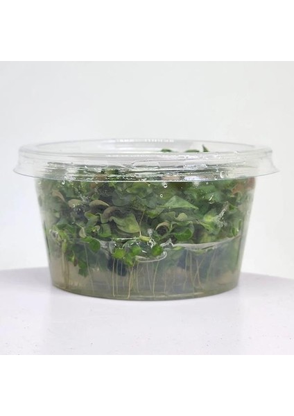 Ludwigia Sp White In Vitro Canlı Bitki fırsatları