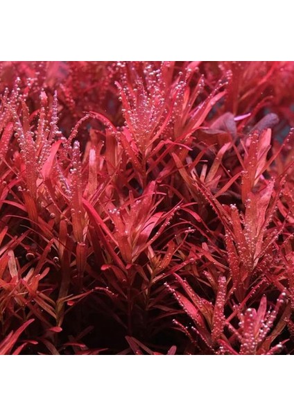 Rotala Rotundifolia Red In Vitro Canlı Bitki