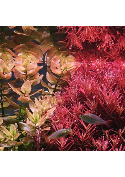 Rotala Rotundifolia Red In Vitro Canlı Bitki fiyatları