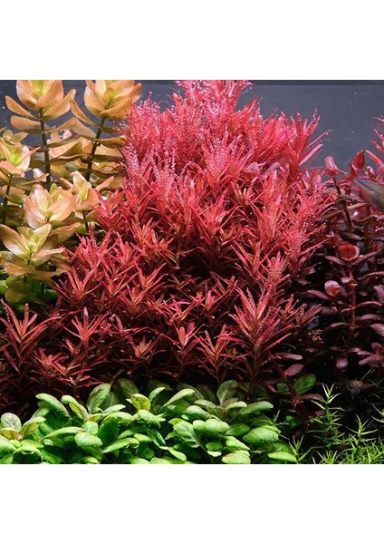 Rotala Rotundifolia Red In Vitro Canlı Bitki modelleri