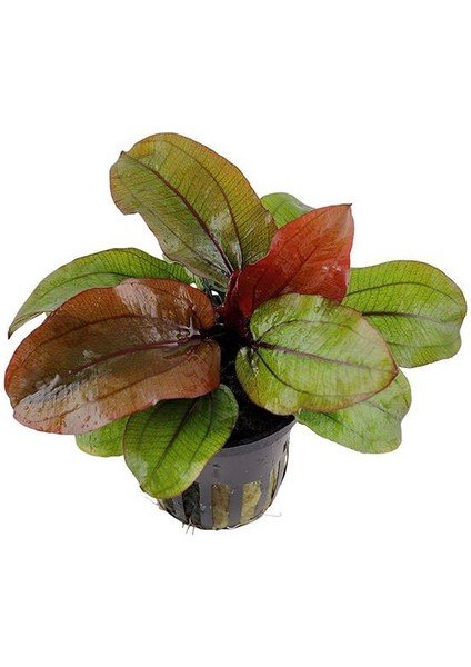 Echinodorus Reni Saksı Canlı Bitki
