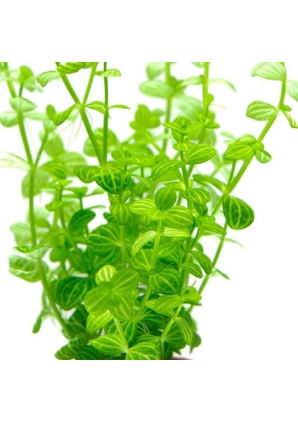 Lindernia Rotundifolia In Vitro Canlı Bitki