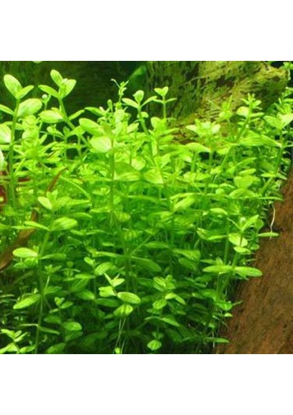 Lindernia Rotundifolia In Vitro Canlı Bitki fiyatları
