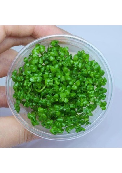 Lindernia Rotundifolia In Vitro Canlı Bitki fırsatları