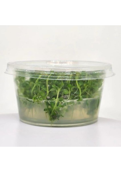 Lindernia Rotundifolia In Vitro Canlı Bitki indirimleri