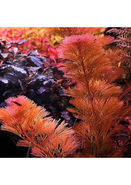 Cabomba Purple Saksı Canlı Bitki