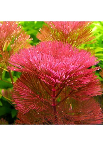 Cabomba Purple Saksı Canlı Bitki fiyatları