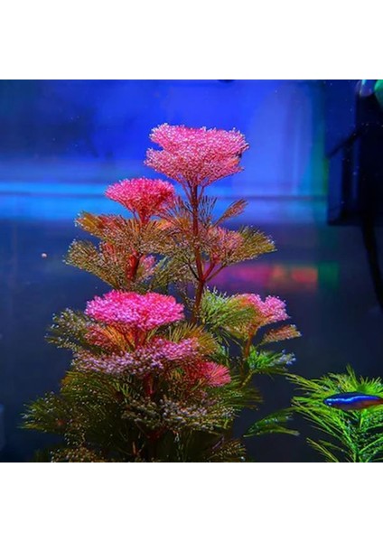 Cabomba Purple Saksı Canlı Bitki modelleri