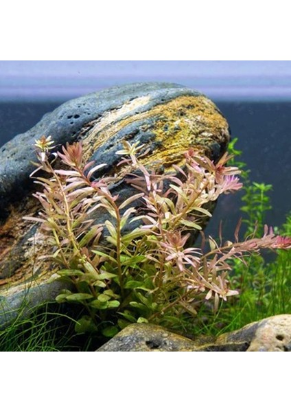 Rotala Fujian In Vitro Canlı Bitki