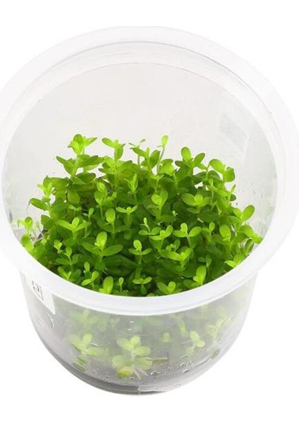 Rotala Fujian In Vitro Canlı Bitki