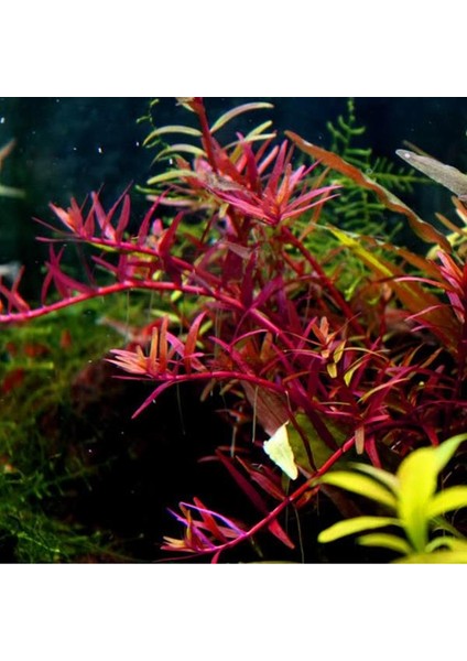 Rotala Colorata Saksı Canlı Bitki fiyatları