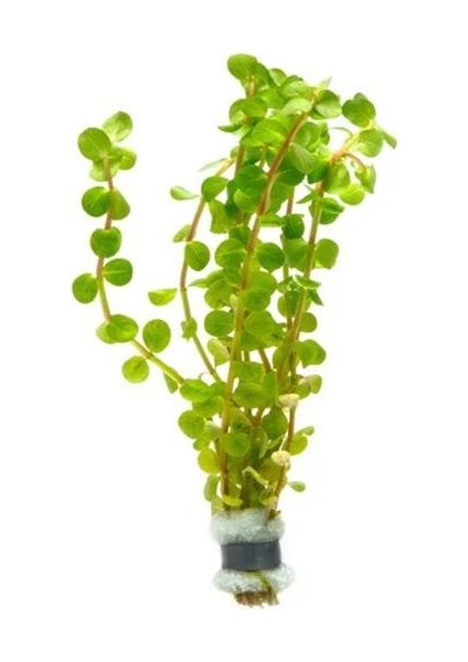 Rotala Colorata Saksı Canlı Bitki modelleri
