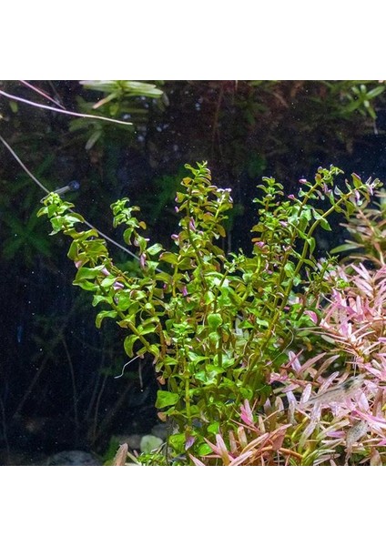 Rotala Pearl In Vitro Canlı Bitki