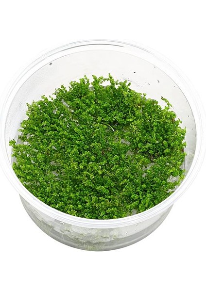 Rotala Pearl In Vitro Canlı Bitki