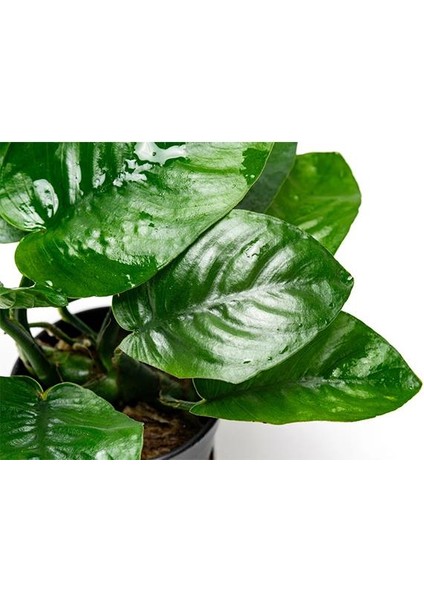 Anubias Butterfly Saksı Canlı Bitki fiyatları