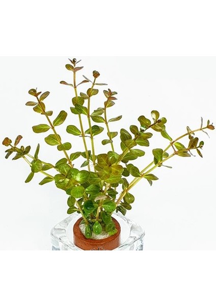 Rotala Manipurensis In Vitro Canlı Bitki