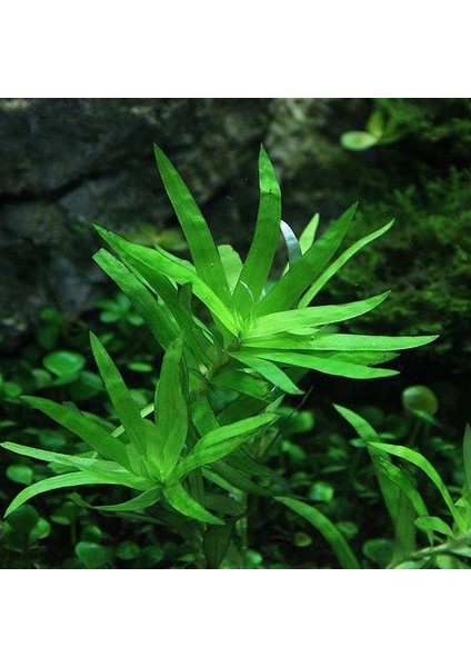 Heteranthera Zosterifolia In Vitro Canlı Bitki