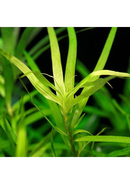 Heteranthera Zosterifolia In Vitro Canlı Bitki
