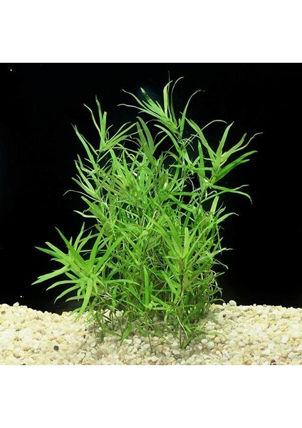 Heteranthera Zosterifolia In Vitro Canlı Bitki