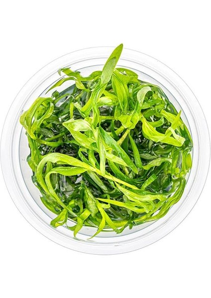 Heteranthera Zosterifolia In Vitro Canlı Bitki