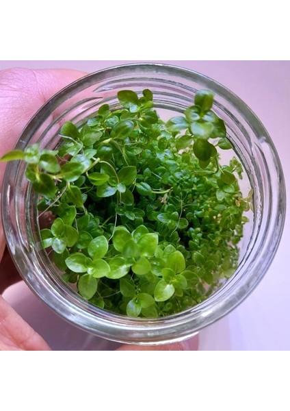 Ludwigia Green In Vitro Canlı Bitki
