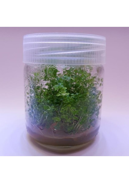 Ludwigia Green In Vitro Canlı Bitki