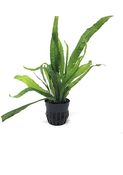 Microsorum Pteropus Bent Wing Saksı Canlı Bitki