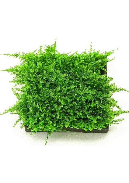 Christmas Moss Cup Canlı Bitki fırsatları