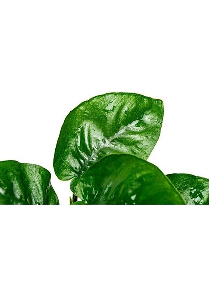 Anubias Butterfly Saksı Canlı Bitki modelleri