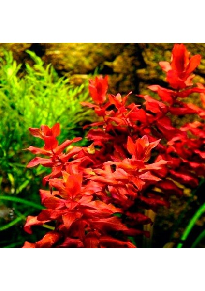 Rotala Macrandra Mini Red In Vitro Canlı Bitki