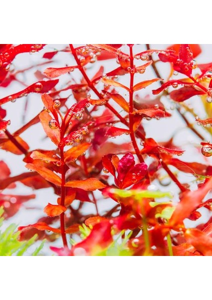 Rotala Macrandra Mini Red In Vitro Canlı Bitki fırsatları