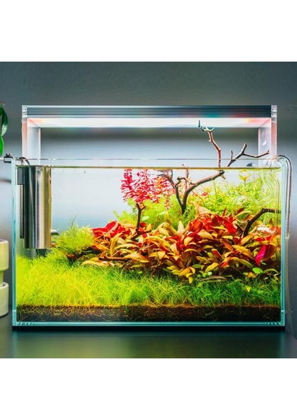 Rotala Macrandra Mini Red In Vitro Canlı Bitki indirimleri