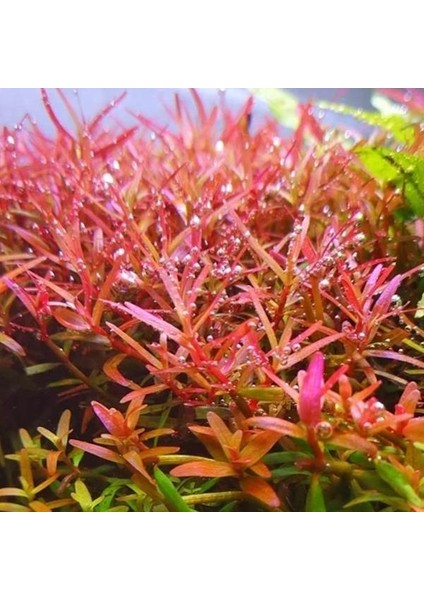 Rotala Colorata In Vitro Canlı Bitki