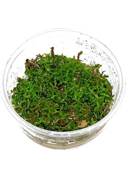 Rotala Colorata In Vitro Canlı Bitki fiyatları