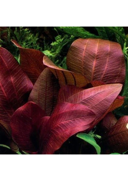 Echinodorus Reni Saksı Canlı Bitki fiyatları