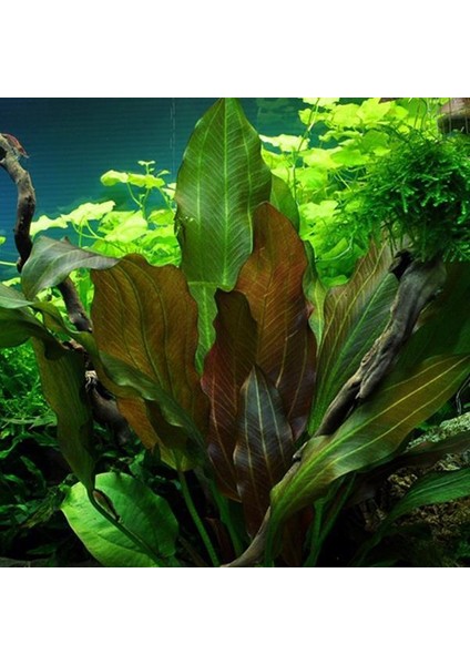 Echinodorus Reni Saksı Canlı Bitki modelleri