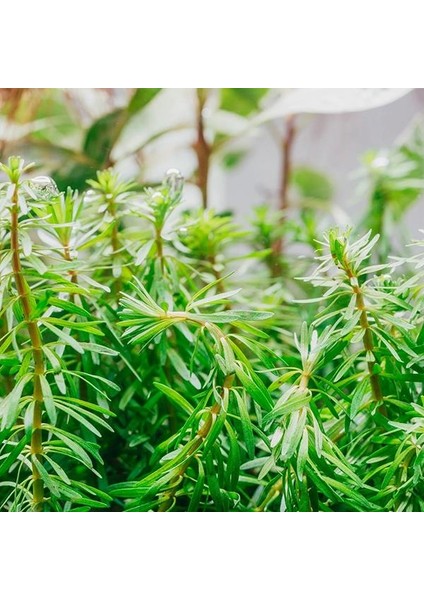 Rotala Bossi In Vitro Canlı Bitki
