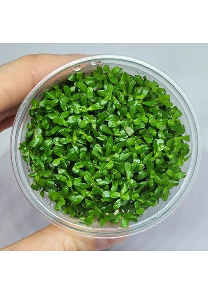 Rotala Bossi In Vitro Canlı Bitki fiyatları