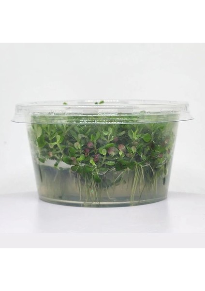 Rotala Bossi In Vitro Canlı Bitki modelleri