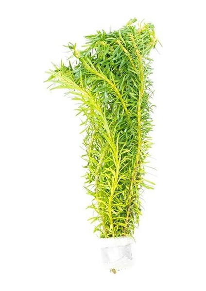Rotala Bossi In Vitro Canlı Bitki fırsatları